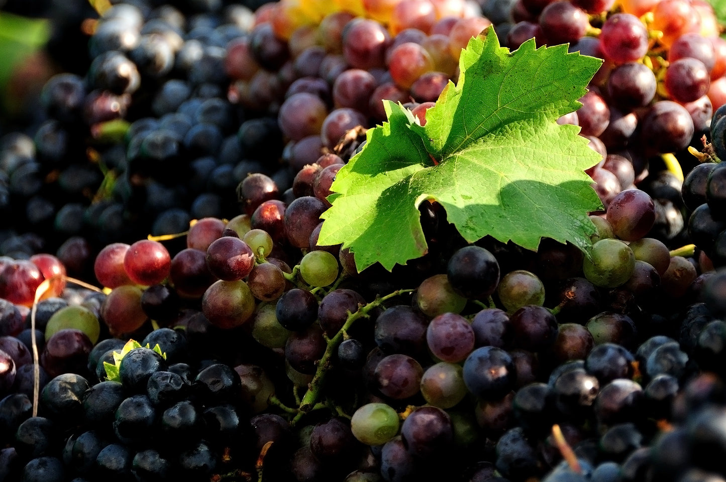 Close-up of dark purple grapes with a green leaf on a blurred background