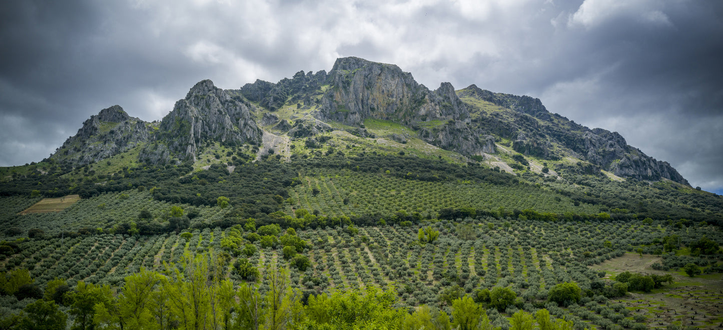 Rugged mountain landscape with olive grove under a cloudy sky