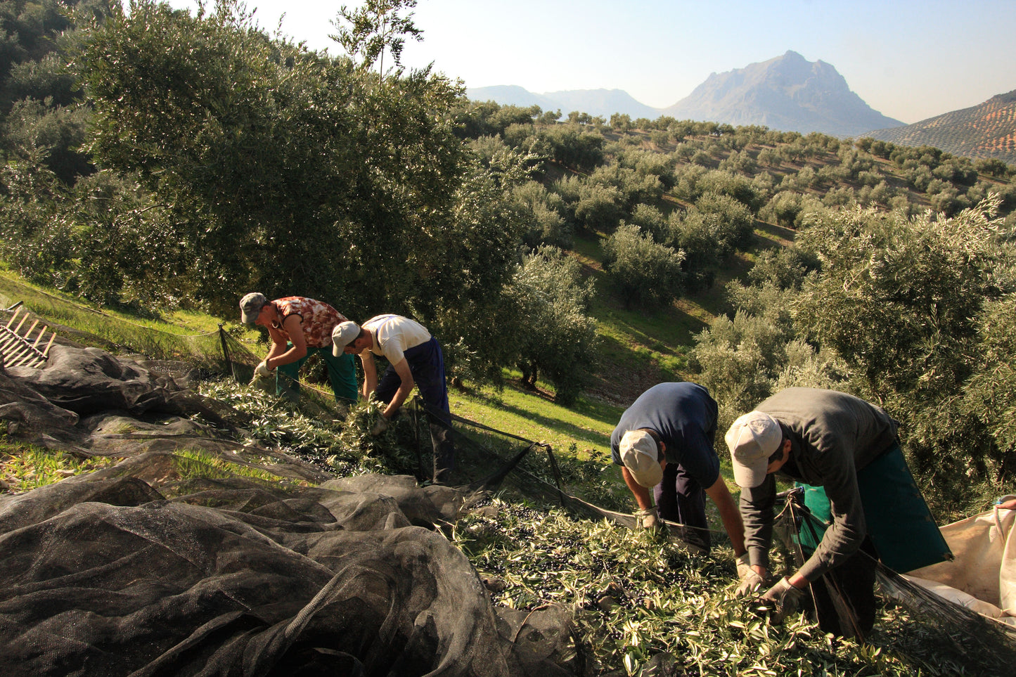 People harvesting olives in a mountainous olive grove.