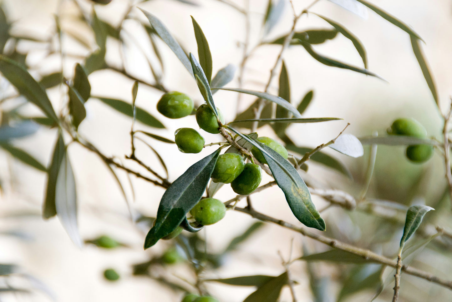 Green olives on an olive tree branch with a blurred background