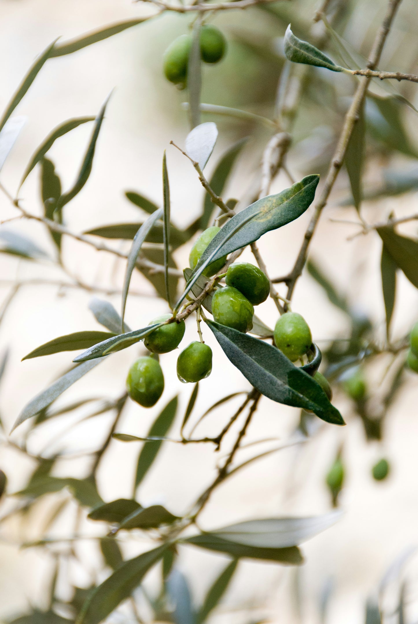 Green olives on an olive tree branch with a blurred background