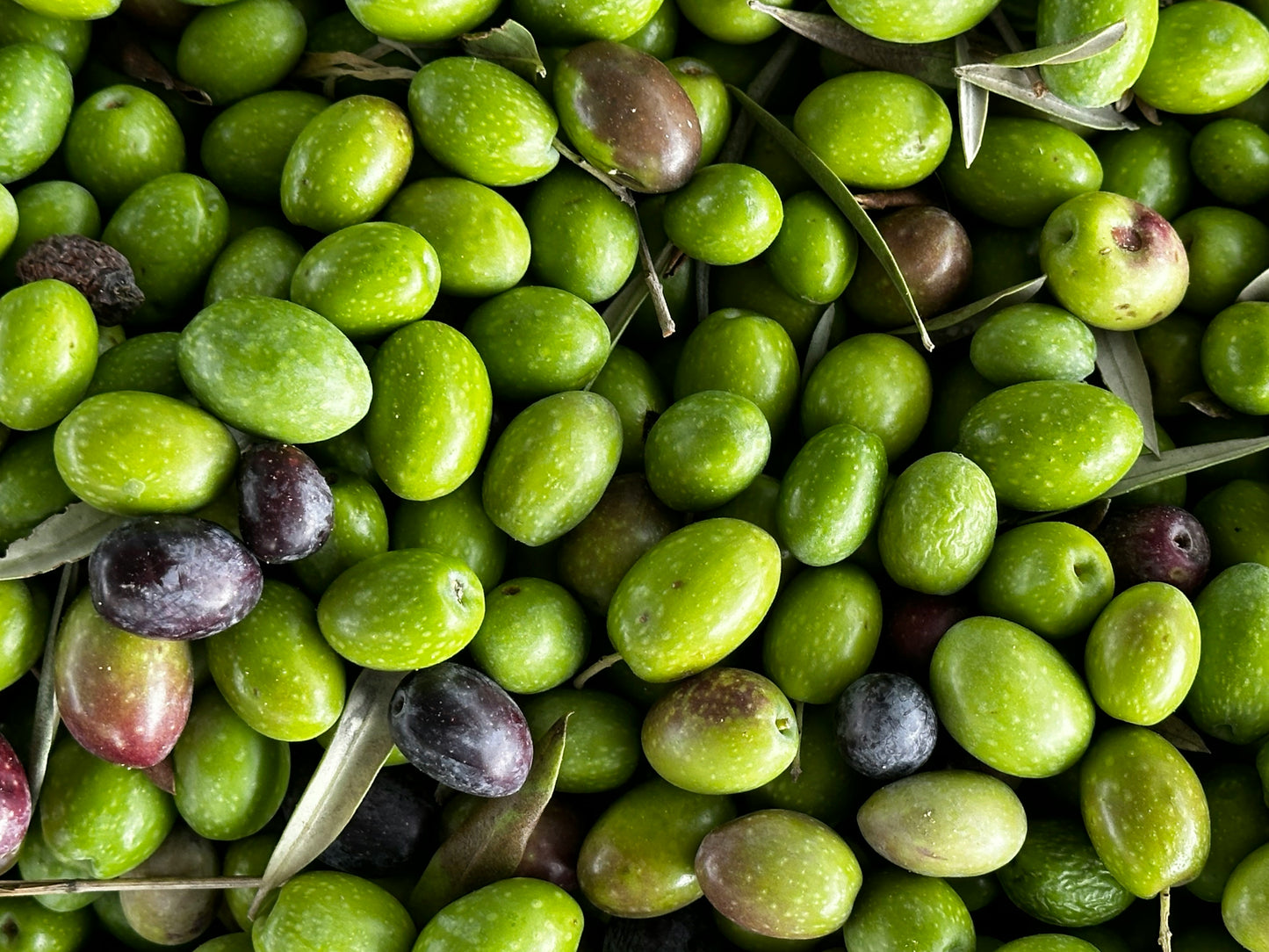 Close-up of green and purple olives with leaves